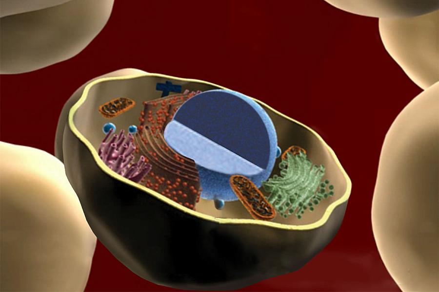 The Talking Glossary of Genetic Terms