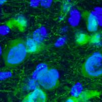 Neuroscience brain image