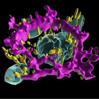 : A digital 3D image showing a polarized iRPE cell. It is very colorful with the cell border in magenta, the nuclei in cyan and the mitochondria in yellow.